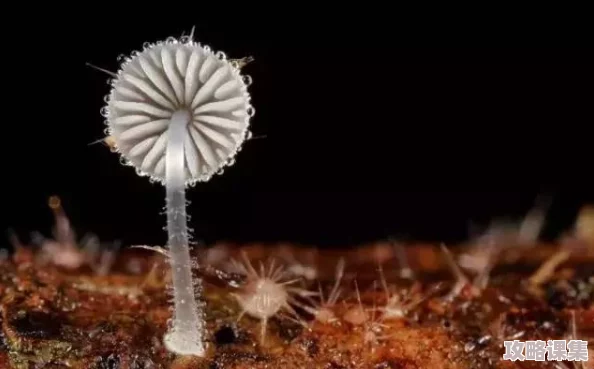 黑暗蘑菇17c：神秘生物的奇幻旅程与生态环境的深度解析
