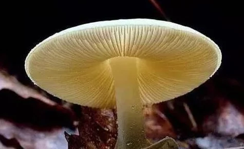 黑暗蘑菇17c：神秘生物的奇幻旅程与生态环境的深度解析