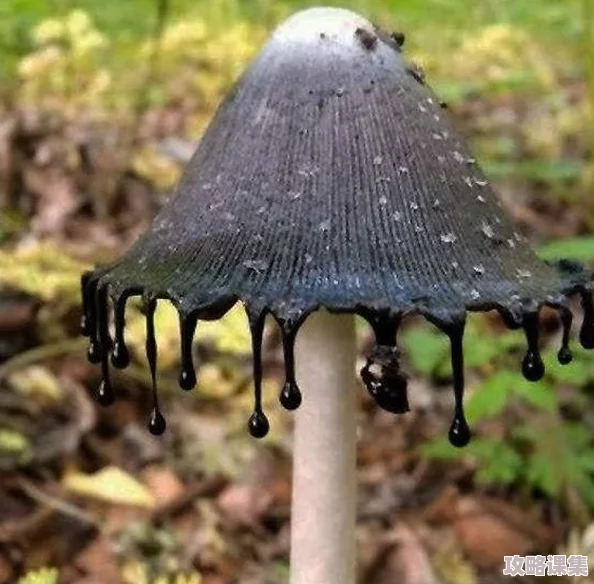 黑暗蘑菇17c：神秘生物的奇幻旅程与生态环境的深度解析