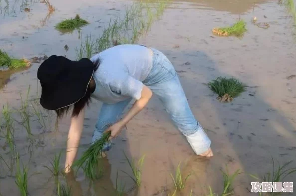 情侣插秧：田间的默契与爱的传承，展现了农耕生活中的浪漫与温馨