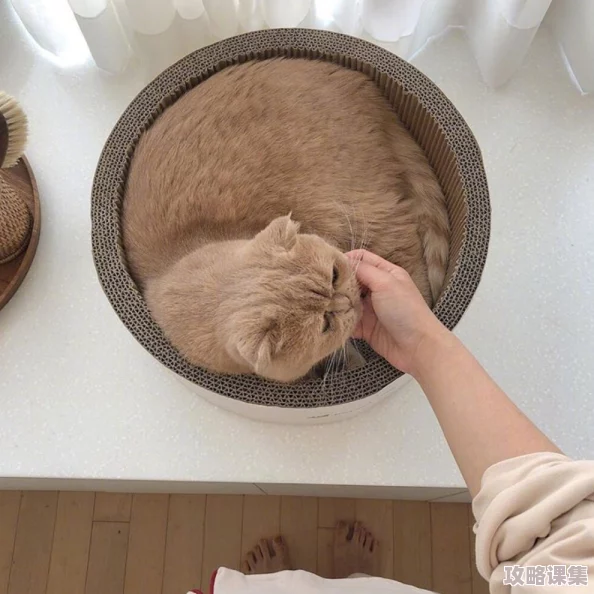 溏心柚子猫日常：萌宠生活中的甜蜜瞬间与趣味互动