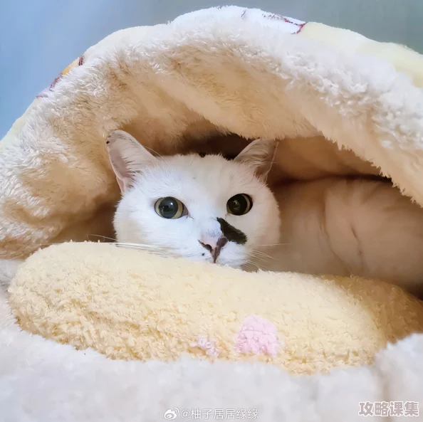 溏心柚子猫日常：萌宠生活中的甜蜜瞬间与趣味互动