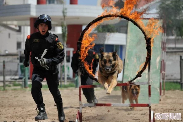 张警犬9分10秒头撞玻璃夸克，令人惊叹的警犬勇气与决心瞬间震撼全场