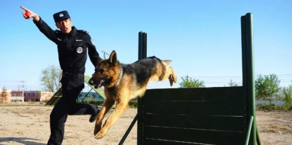 张警犬9分10秒头撞玻璃夸克，令人惊叹的警犬勇气与决心瞬间震撼全场