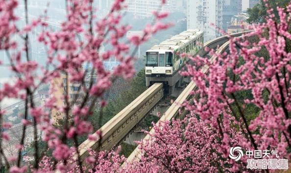 樱花草在线观看吗看片？一键开启春日浪漫之旅，花语绽放心动瞬间
