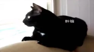 糖心柚子猫Vlog：网友称其为“治愈系短片，带给我无限温暖与快乐”