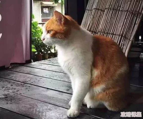 糖心柚子猫Vlog：网友称其为“治愈系短片，带给我无限温暖与快乐”