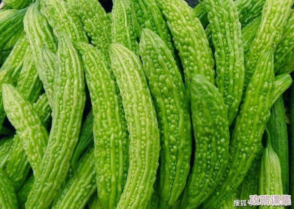 李宗苦瓜网1314苦瓜：新研究显示苦瓜对血糖控制有显著效果，助力健康饮食选择